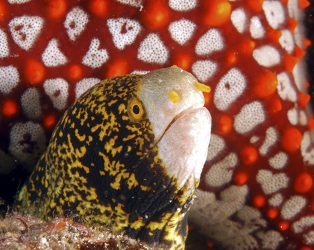 whiteface moray eel, diving baja, mexico